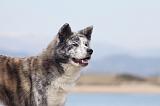 AKITA INU 161
